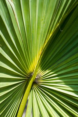 Paeoniae Radix (Bai Shao)