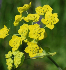 Bupleurum (Chai Hu)